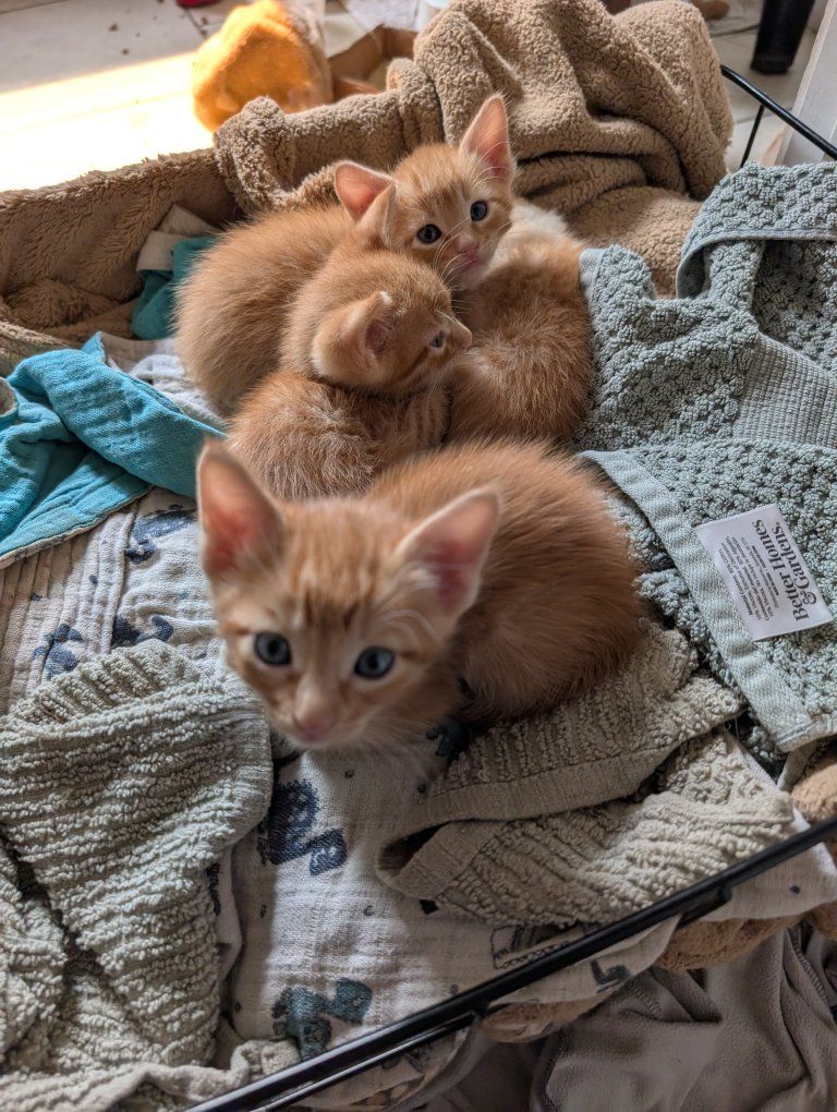 Adorable Orange Tabby Kittens - Boys & Girl Available!
