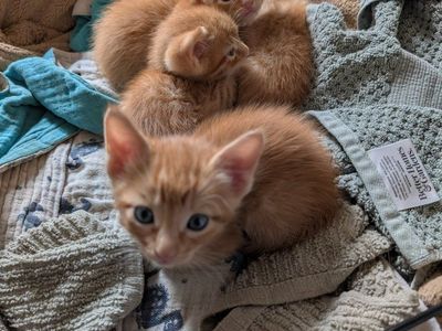 Adorable Orange Tabby Kittens - Boys & Girl Available!