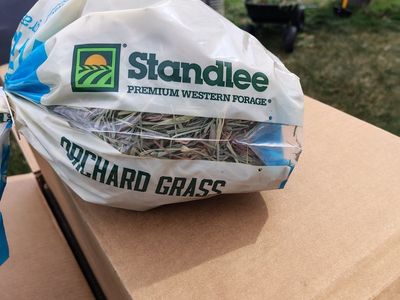 Orchard Grass for small animal