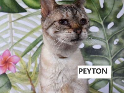 Hello my name is Peyton