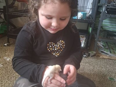 Sugar glider babies