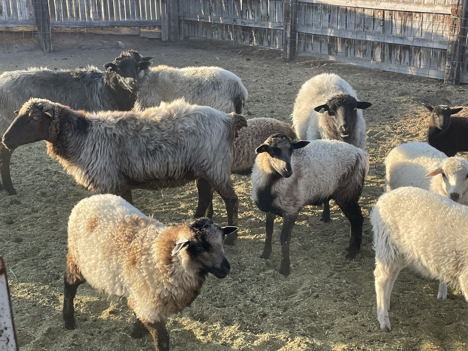 Navajo churro sheep- Ewes, Ram, lambs