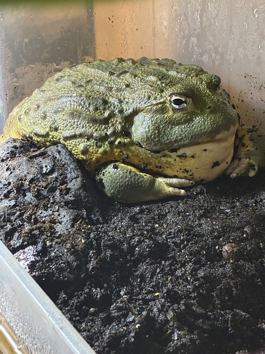 Fat Male African Bull Frog.