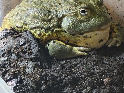 Fat Male African Bull Frog.
