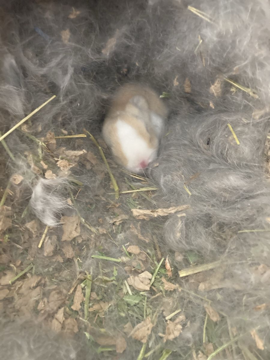 Adorable Holland Lop Babies