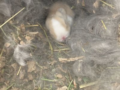 Adorable Holland Lop Babies