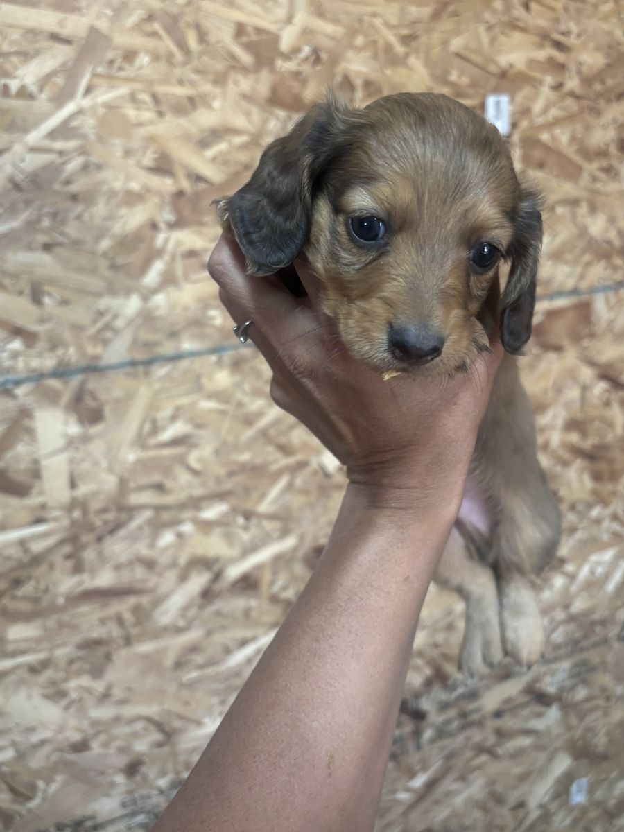 Updated 8/11/26 AKC mini dachshund boy price reduced!