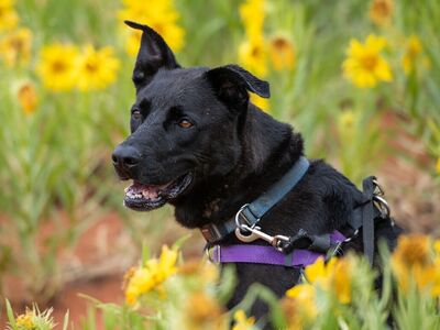 Hello my name is Cedar