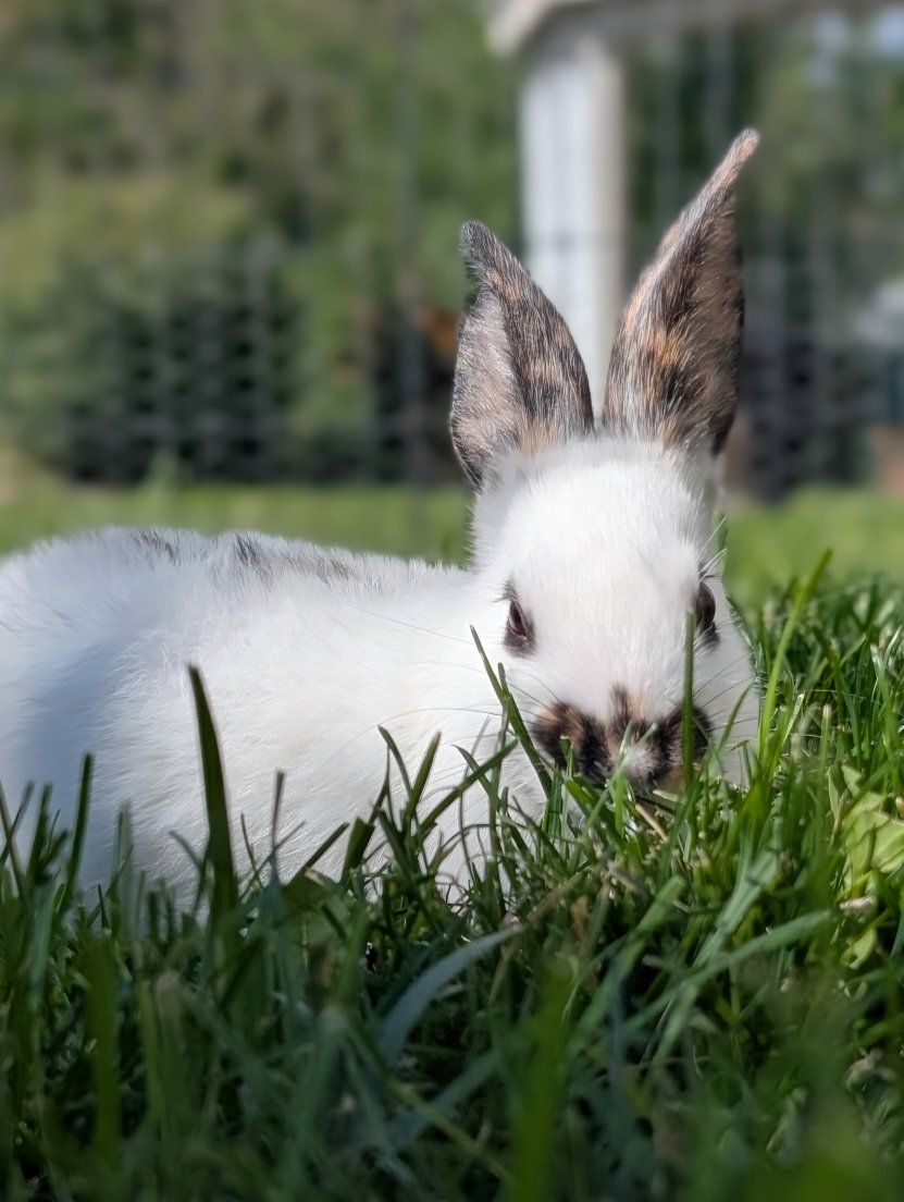 Rhinelander Bunny Rabbit kits