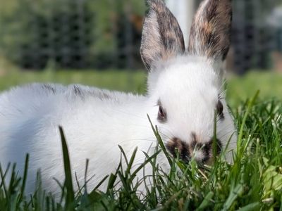 Rhinelander Bunny Rabbit kits