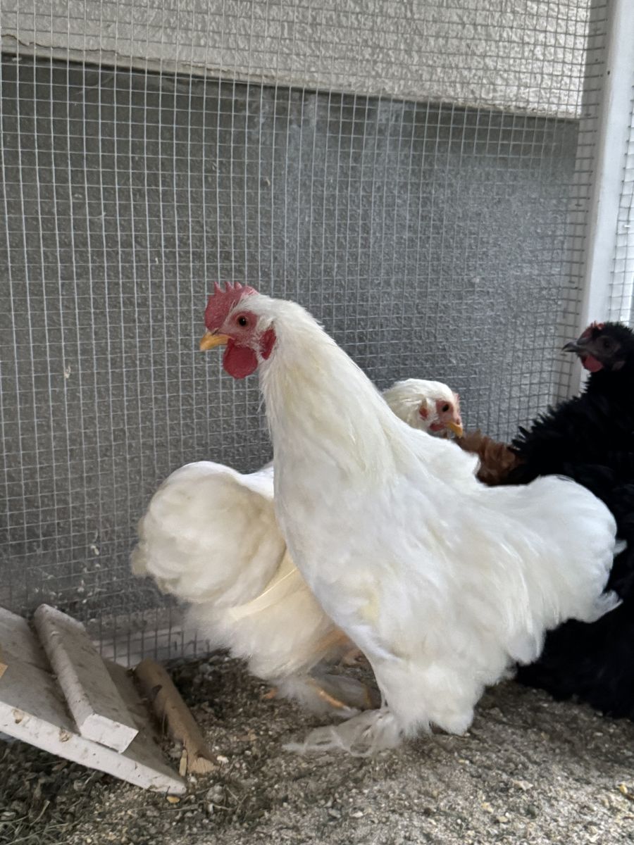 Bantam Cochin Cockerel 