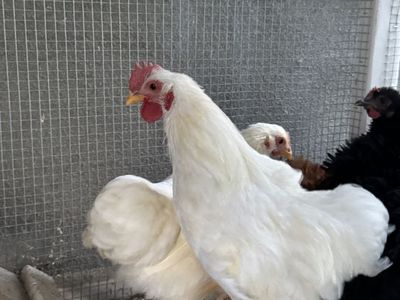 Bantam Cochin Cockerel