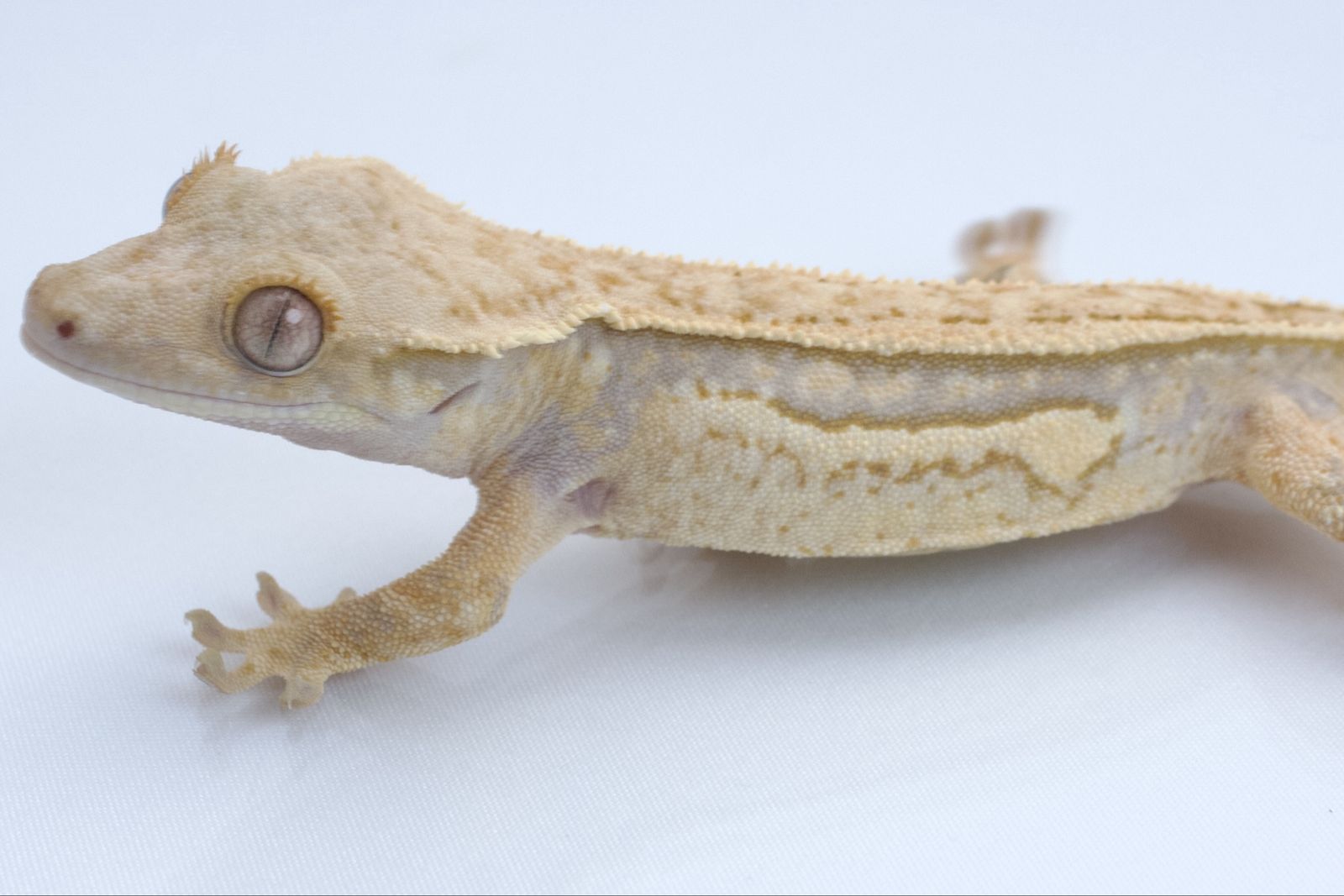 Young Crested Gecko