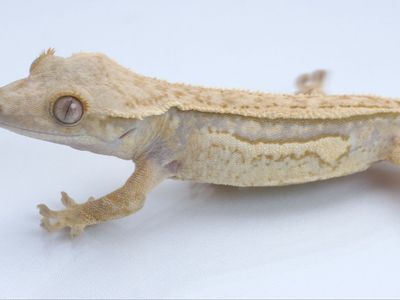 Young Crested Gecko