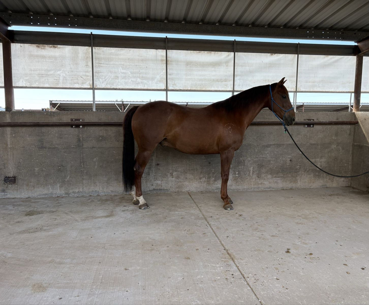 8 year old Gelding