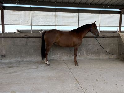 8 year old Gelding