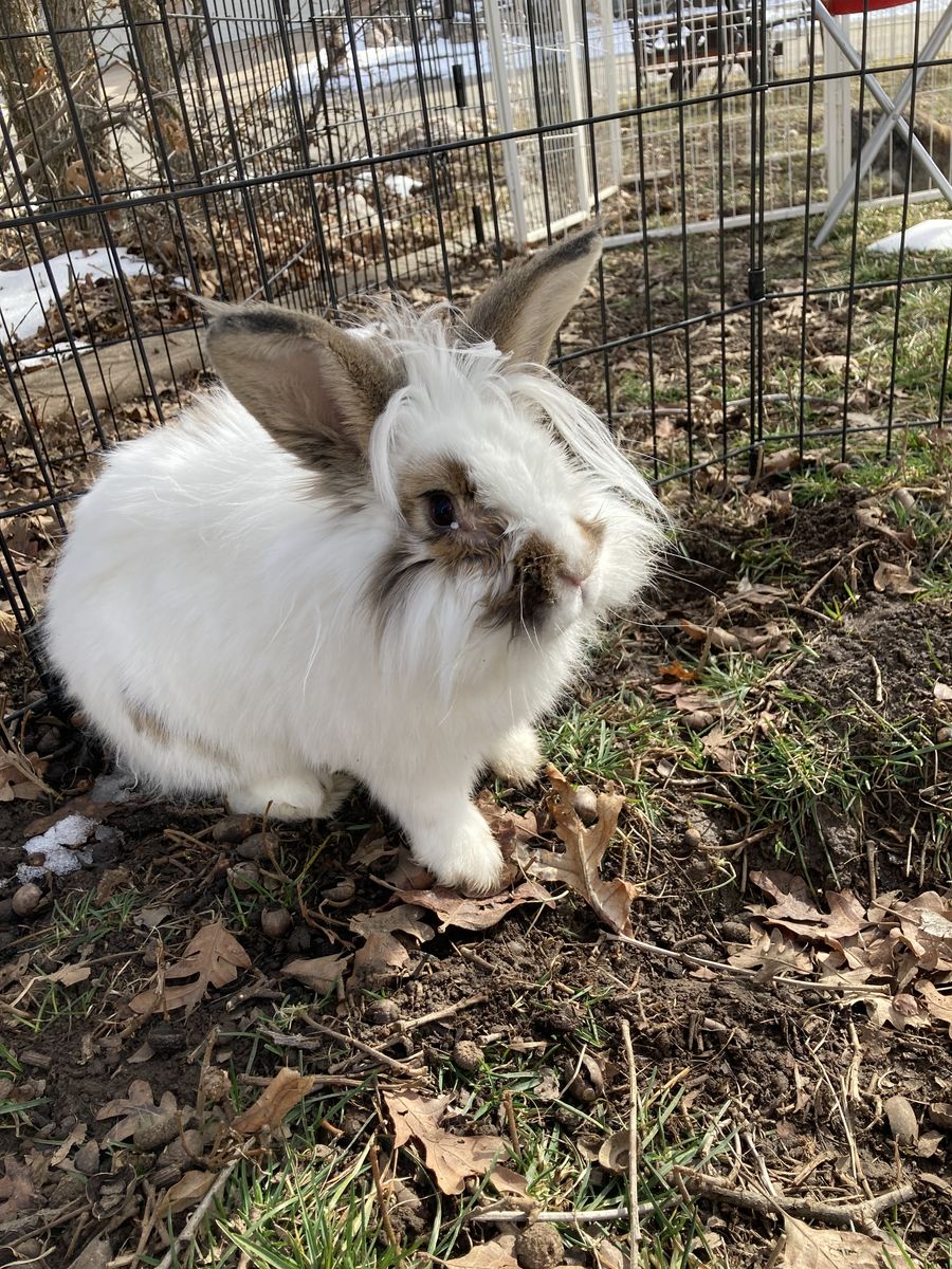 Cute male lionhead mix