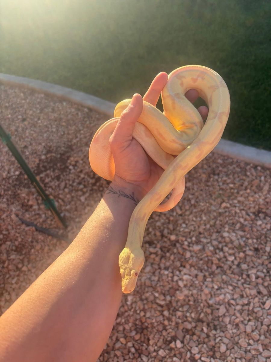 Female Albino Boa