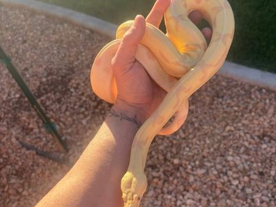 Female Albino Boa