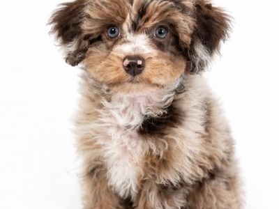 Puppy