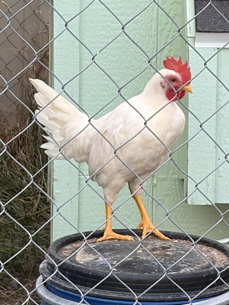 Free Young Rooster (White Leghorn)