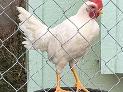 Free Young Rooster (White Leghorn)