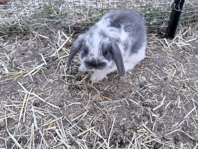 4 Female Adorable Holland Lop Bunnies