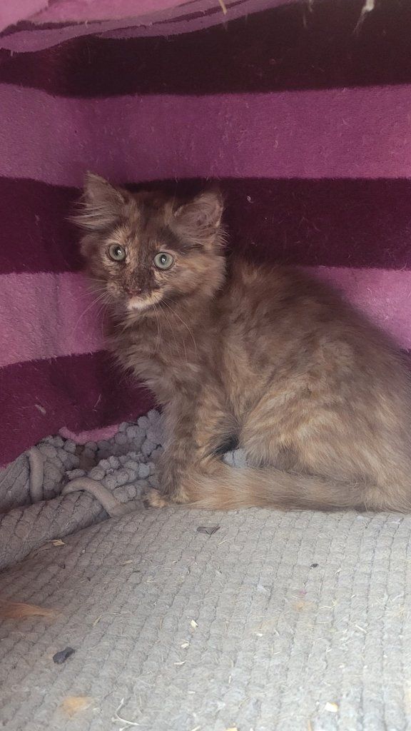 Kittens!!