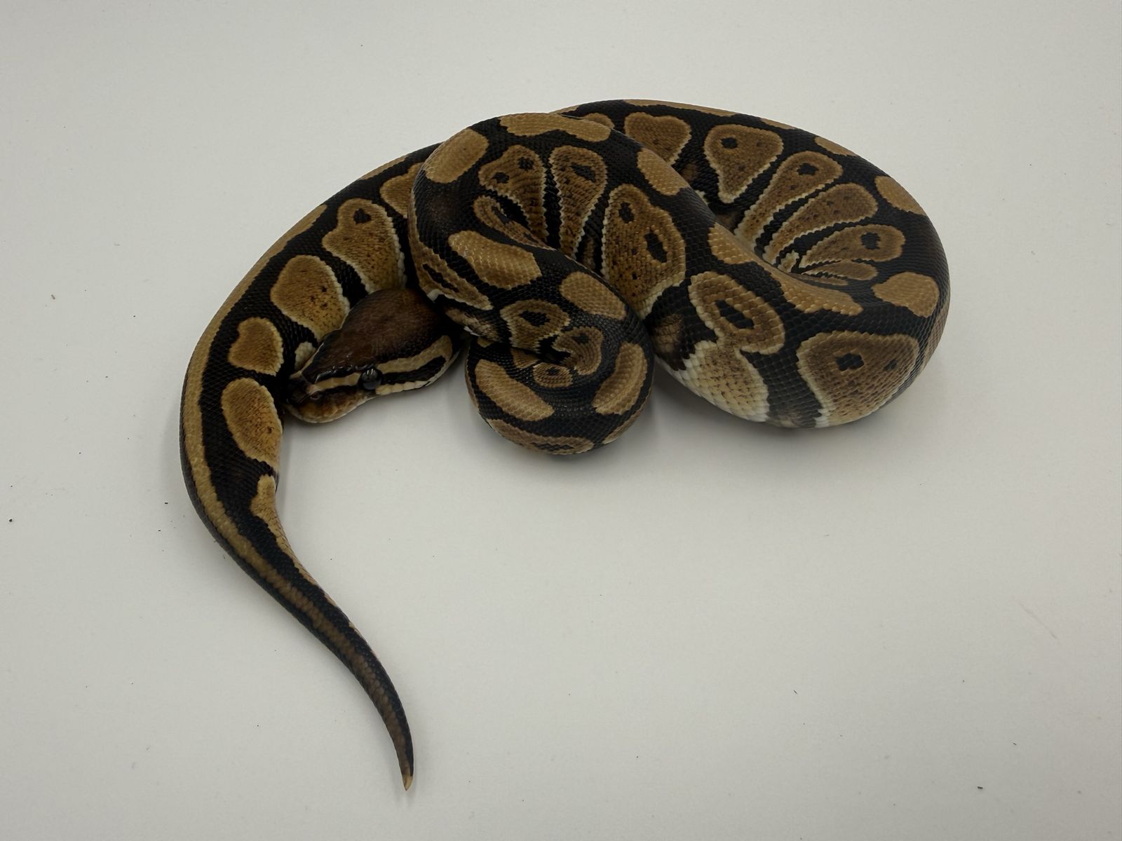 Female: Red Gene DH DG Hypo 50% Het Gstripe