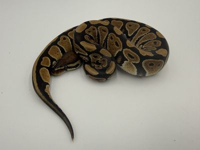 Female: Red Gene DH DG Hypo 50% Het Gstripe