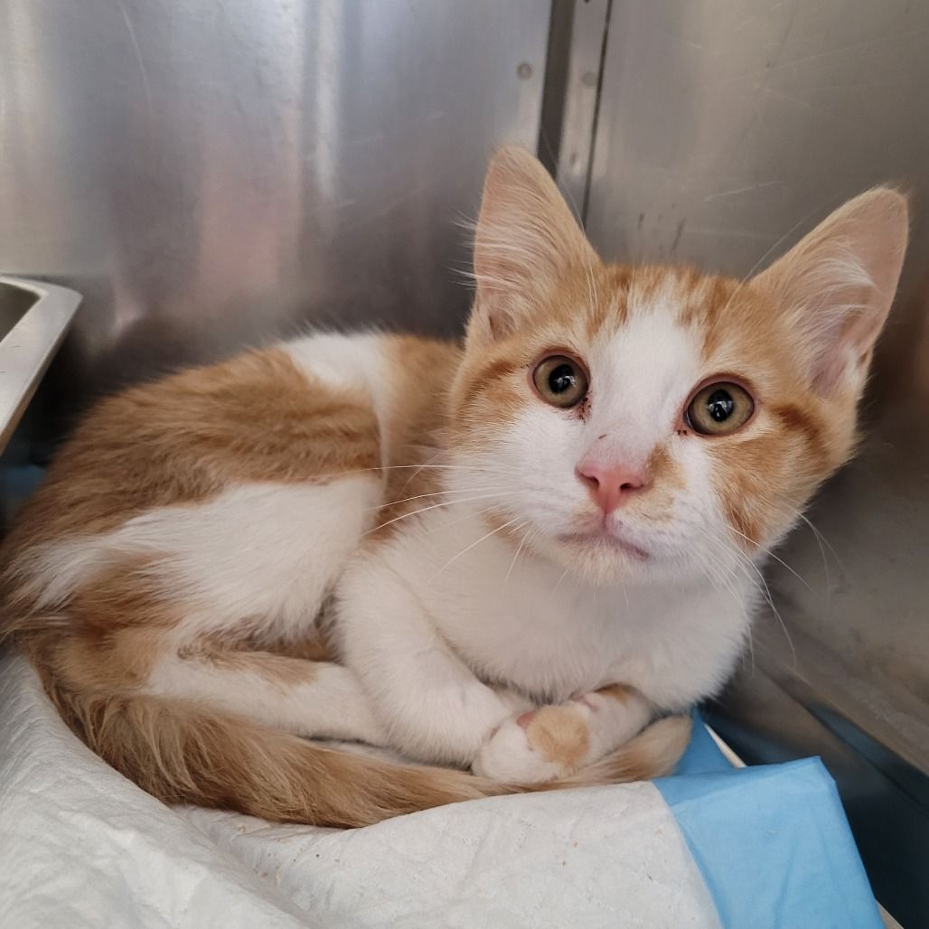 Hello my name is "Marmalade"