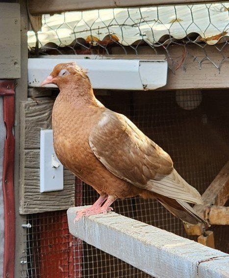 Gold Archangel Squeaker