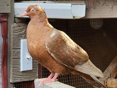 Gold Archangel Squeaker