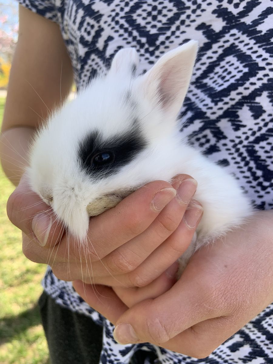 Cutest Easter Baby Bunnies