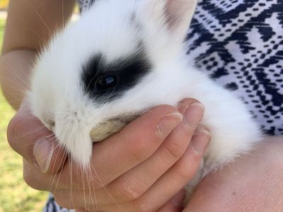 Cutest Easter Baby Bunnies