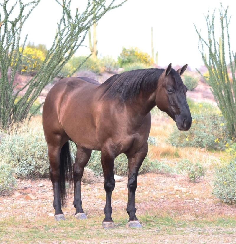 Grulla Quarter Horse gelding