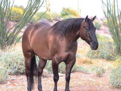 Grulla Quarter Horse gelding
