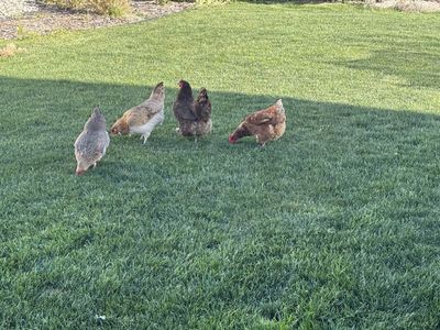 7 Chickens - All healthy and producing