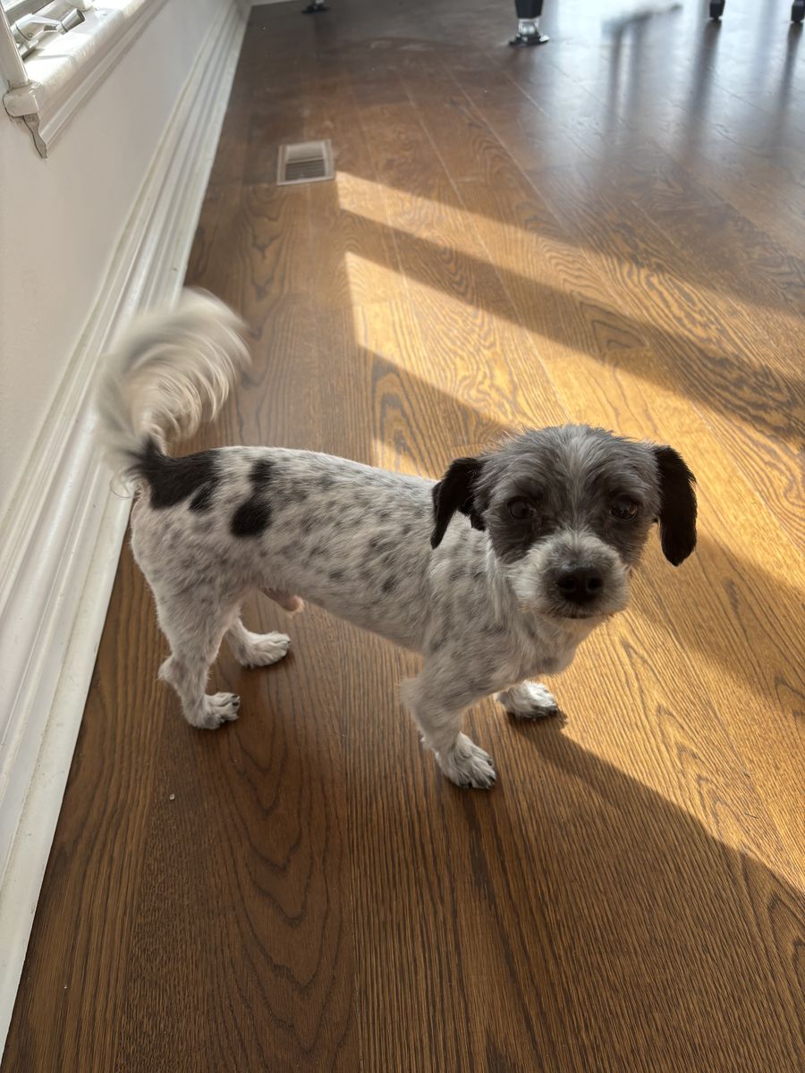 Morkies (tea Cup Yorkie And Toy Maltese Mix)