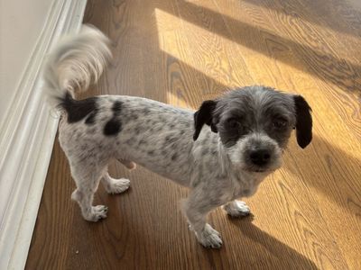 Morkies (tea Cup Yorkie And Toy Maltese Mix)