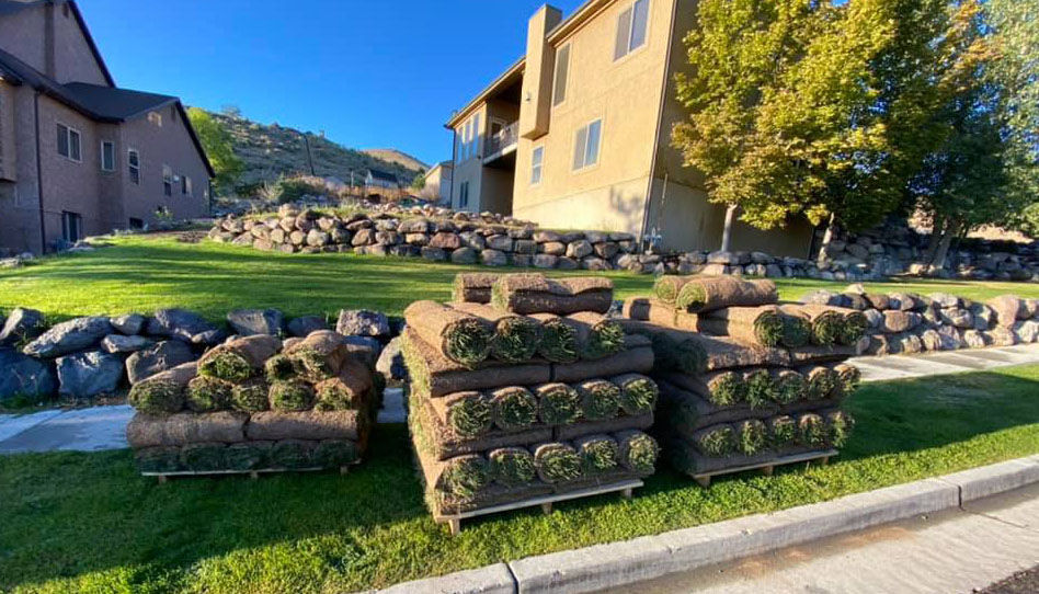 Drought Resistant Kentucky Blue Grass