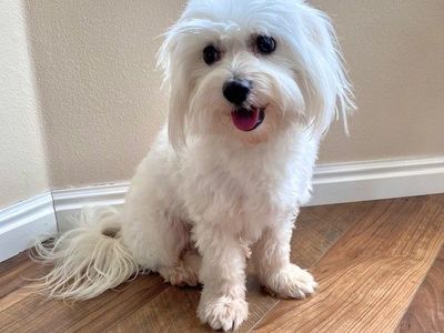 5 BEAUTIFUL White AKC Coton de Tulear Puppies! (Similar to Maltese, Havenese)
