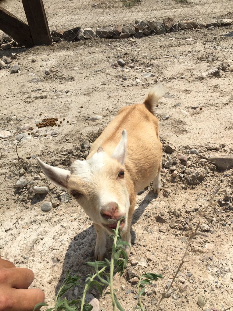 Nigerian Dwarf In Milk