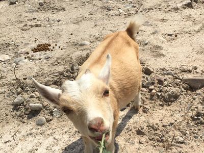 Nigerian Dwarf In Milk