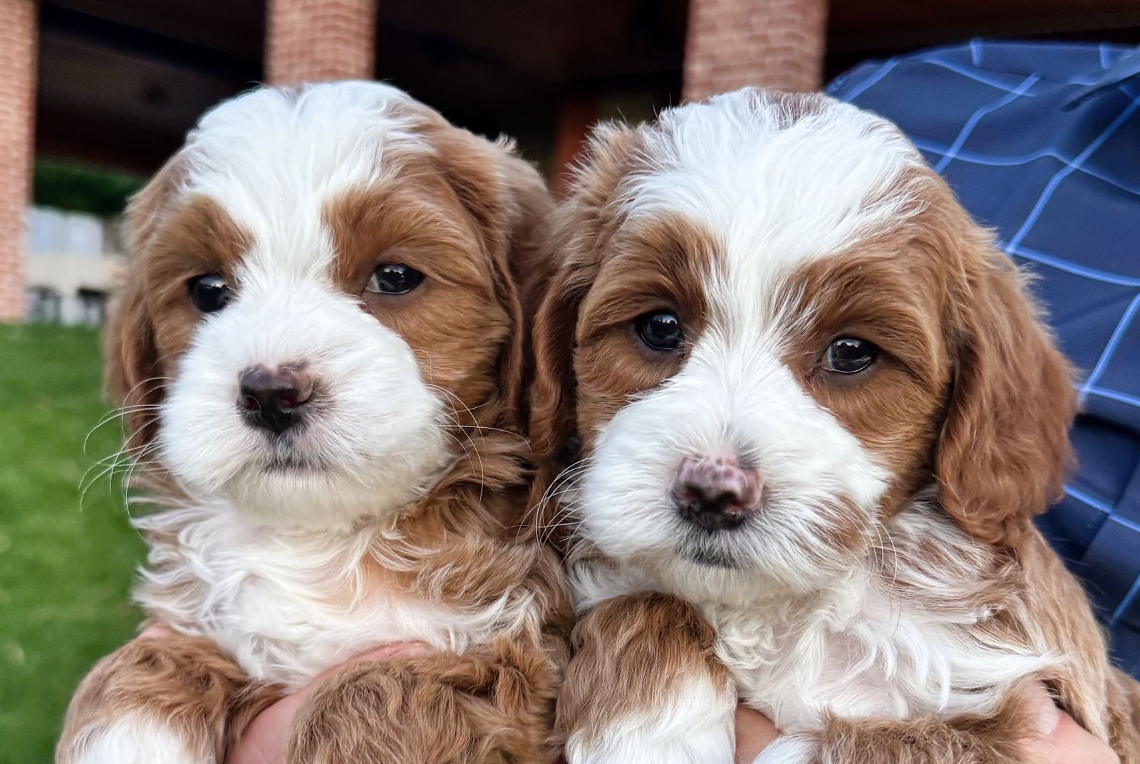 4th Gen Micro GOLDENDOODLE Puppies Red White Tuxedo Golden Retriever Poodle Mini Multi-gen F3b