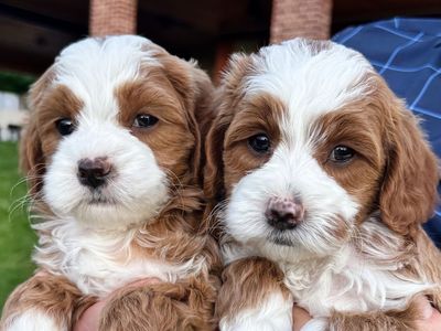4th Gen Micro GOLDENDOODLE Puppies Red White Tuxedo Golden Retriever Poodle Mini Multi-gen F3b