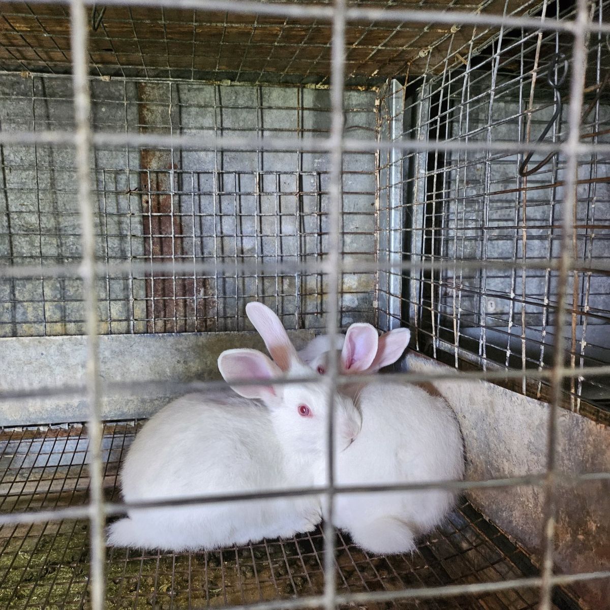 new Zealand red eyed white