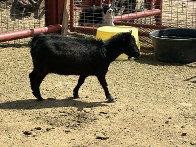 nanny goats