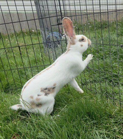 Blue and Fawn Rhinelander Bunny Rabbit