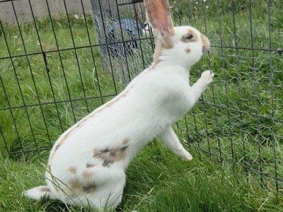 Blue and Fawn Rhinelander Bunny Rabbit